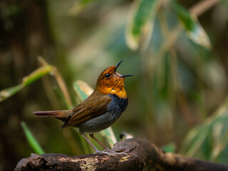 森の中で枝に留まってさえずっているコマドリの雄