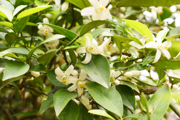 Blossoming orange tree flowers, orange blossoms, Spring harvest, closeup of Orange tree branches...