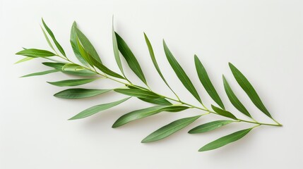 Melaleuca alternifolia leaves lie on a white background. The slender, fragrant leaves are carefully displayed. It emphasizes natural textures and bright greens. creating a clean presentation
