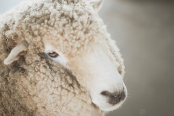 羊の顔のアップ
