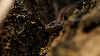 A lizard rests on a tree branch, surrounded by plants and soil