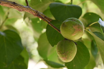 Growing plums in an orchard. Unripe plum fruits on the branches Closeup, green, unripe plum on a tree, Close up detail of unripe green plums on plum tree. Green and unripe plum fruits on a branch