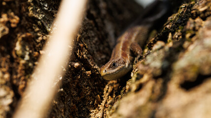 A lizard on a tree trunk, surrounded by plants, blending with the environment