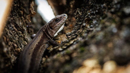 A lizard is perched on a tree branch in the forest