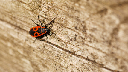 Macro photography of a red and black bug on a wooden surface in the wild