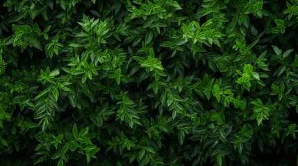 Explore the lush green beauty of nature with this highresolution background featuring vibrant foliage and natural wilderness scenery.