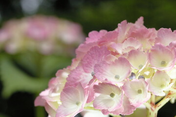 Fototapeta premium 紫陽花