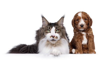 Portrait of adult Maine Coon cat laying beside sitting labradoodle puppy. Both looking at camera. Isolated on a white background.