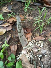 When planting vegetables, the soil is compacted after planting the seeds.