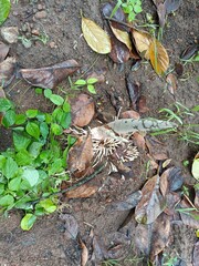 When planting vegetables, the soil is compacted after planting the seeds.