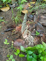 When planting vegetables, the soil is compacted after planting the seeds.