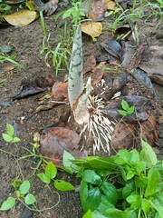 When planting vegetables, the soil is compacted after planting the seeds.