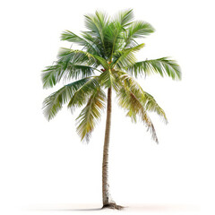 A single coconut palm tree isolated on white, symbolizing tropical vacations and serene beach getaways