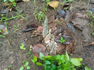 When planting vegetables, the soil is compacted after planting the seeds.