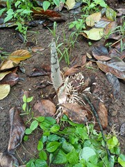 When planting vegetables, the soil is compacted after planting the seeds.
