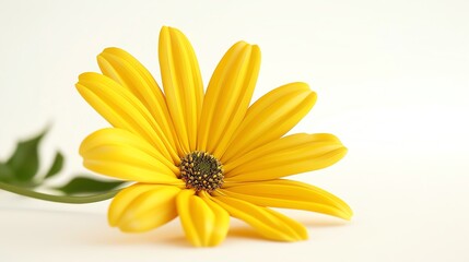 Fototapeta premium Beautiful close-up of a single yellow daisy flower against a light background, highlighting its vibrant petals and dark center.