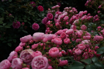 Naklejka premium Pink Flower of Roses 'Pomponella' in Full Bloom 