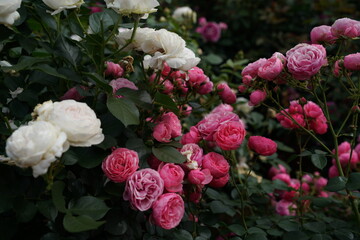 Pink Flower of Roses 'Pomponella' in Full Bloom
