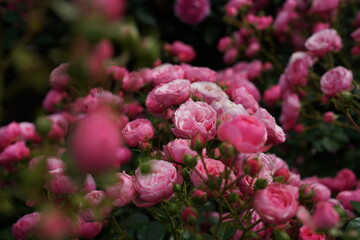 Pink Flower of Roses 'Pomponella' in Full Bloom

