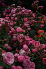 Pink Flower of Roses 'Pomponella' in Full Bloom
