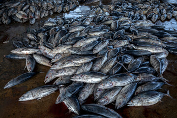 Freshly caught tuna fish wait to be sold at the Negombo Fish Market on the west coast of Sri Lanka.