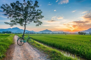 Obraz premium Bicycle on a background of a tree and a green field. Colorful landscape isolated. Without a person