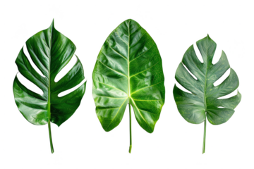 Green tropical leaves isolated on white, their lushness and vibrancy adding a touch of natural elegance to any project
