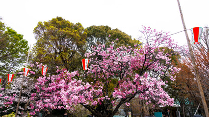 Tokyo, Japan APRIL 2024 : SAKURA, cherry blossom at Ueno, Tokyo, Japan