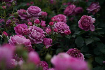 Pink Flower of Roses 'Odeur d' Amour' in Full Bloom
