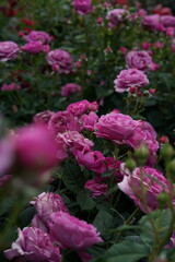 Pink Flower of Roses 'Odeur d' Amour' in Full Bloom

