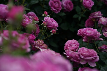 Pink Flower of Roses 'Odeur d' Amour' in Full Bloom
