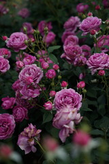 Pink Flower of Roses 'Odeur d' Amour' in Full Bloom
