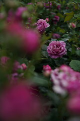 Pink Flower of Roses 'Odeur d' Amour' in Full Bloom
