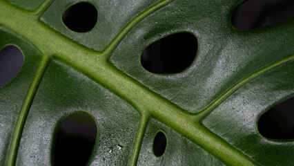 Extreme Close Up of Monstera Leaf