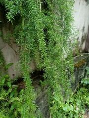 Asparagus Fern is an easy way to add something unique that is evergreen to your landscape. This plant also works great in containers and hanging baskets.