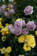 Light Purple Flower of Roses 'Novalis' in Full Bloom
