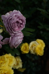Light Purple Flower of Roses 'Novalis' in Full Bloom
