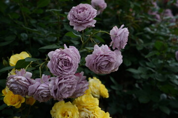 Light Purple Flower of Roses 'Novalis' in Full Bloom
