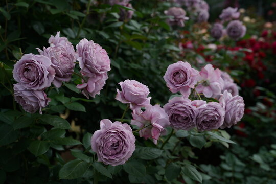Light Purple Flower of Roses 'Novalis' in Full Bloom
