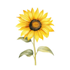 Beautiful hand-drawn sunflower illustration with vibrant yellow petals and green leaves, perfect for nature, floral, and botanical themes.