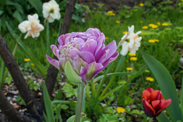 Lilac double tulip in the spring garden. Idea for cards, greetings, invitations, posters and wallpapers.