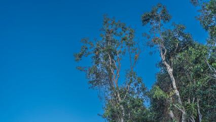 There are many long-nosed proboscis monkeys on the treetops. Animals - endemic species - sit on branches among the foliage. Clear blue sky. A place to copy. Malaysia. Borneo Rainforests