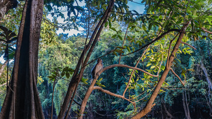 A long-tailed macaque sits on a tree branch in a tropical rain forest, looking up. Impenetrable jungle thickets around. Malaysia. Borneo. Sandakan