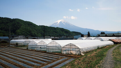 agricultural field with the Mount Fuji in Yamanashi