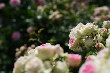 Light Pink Flower of Roses 'Mimi Eden' in Full Bloom
