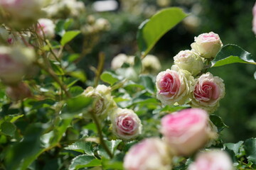 Light Pink Flower of Roses 'Mimi Eden' in Full Bloom
