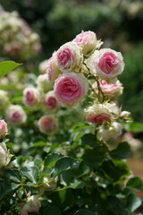 Light Pink Flower of Roses 'Mimi Eden' in Full Bloom
