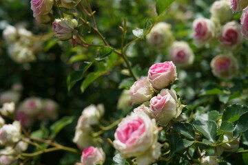 Light Pink Flower of Roses 'Mimi Eden' in Full Bloom
