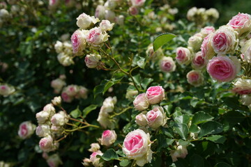 Light Pink Flower of Roses 'Mimi Eden' in Full Bloom
