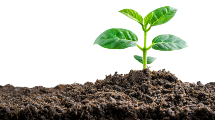 A green plant seedling growing from rich brown soil symbolizes new beginnings, growth, and nurturing in a natural environment.